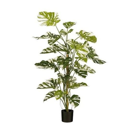 Monstera boom groen - h140xd120cm