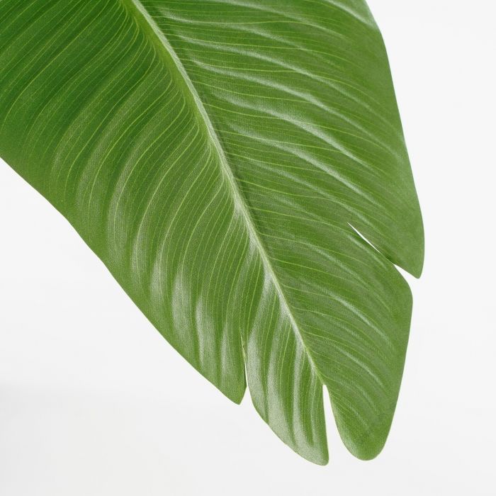 Bananenboom in pot 110 cm