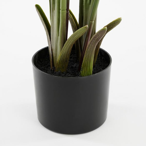 Bananenboom in pot 110 cm
