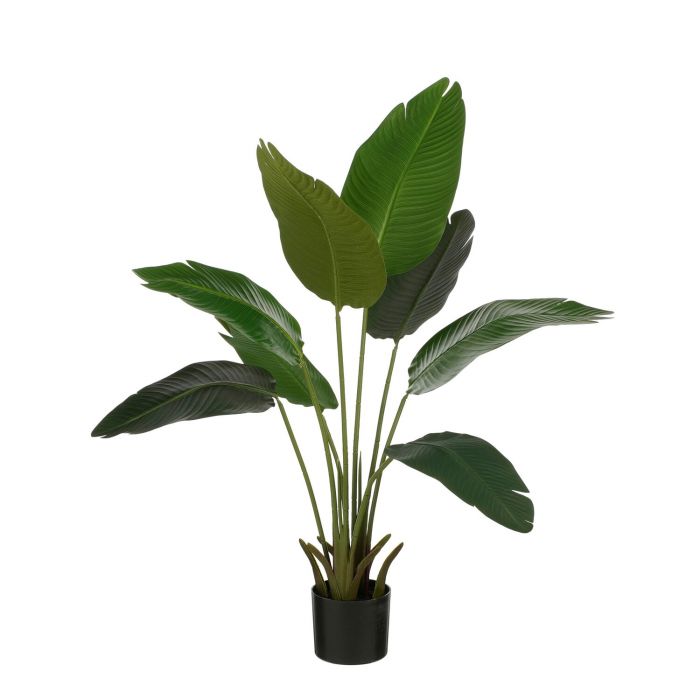 Bananenboom in pot 110 cm