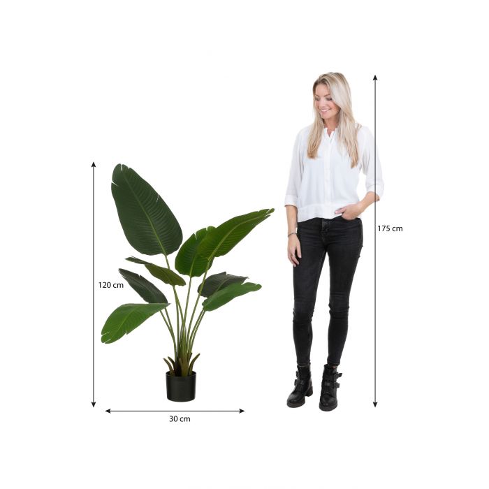 Bananen boom in pot groen - h120xd30cm