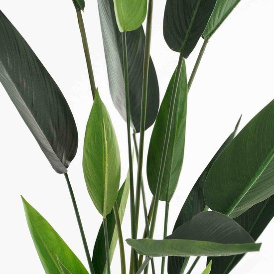 Heliconia in pot groen - h150xd90cm