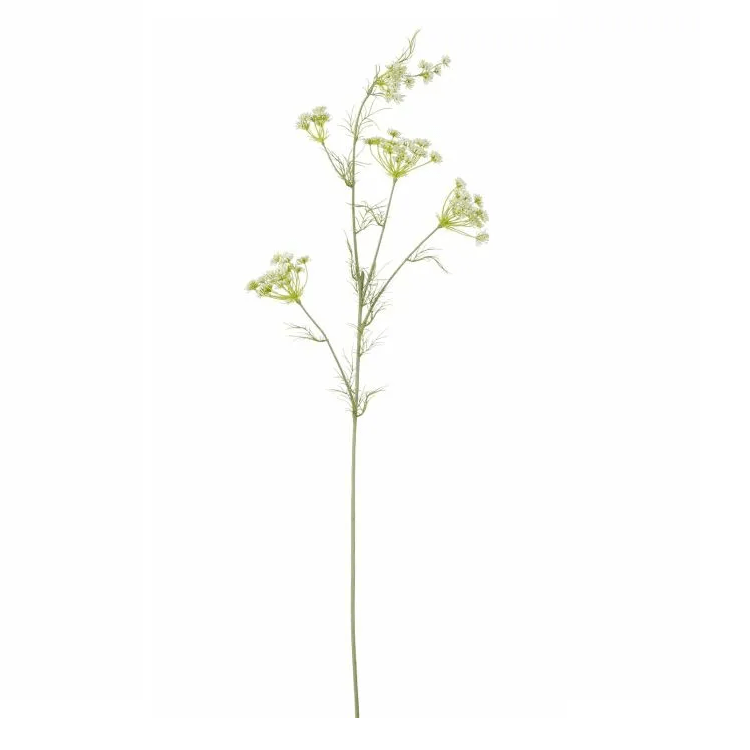 Daucus carota geel - l78cm
