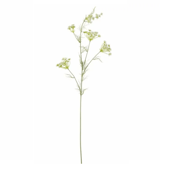 Daucus carota geel - l78cm