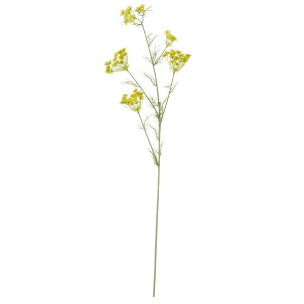 Daucus carota wit - l120cm