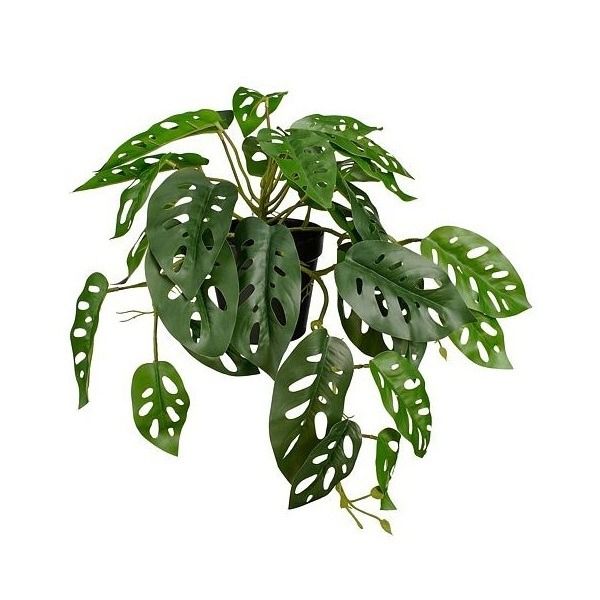 Monstera hangend in pot groen - l40xb26xh23cm