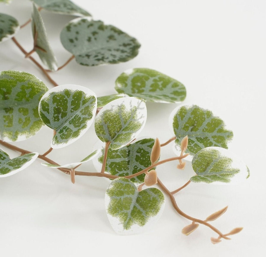 Ceropegia woodii hangend in pot groen bont - l46xb12xh10cm