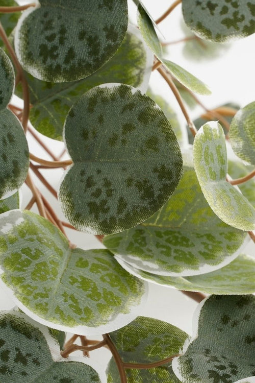 Ceropegia woodii hangend in pot groen bont - l46xb12xh10cm