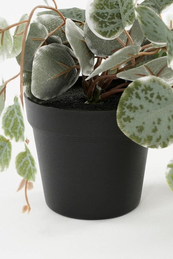 Ceropegia woodii hangend in pot groen bont - l46xb12xh10cm