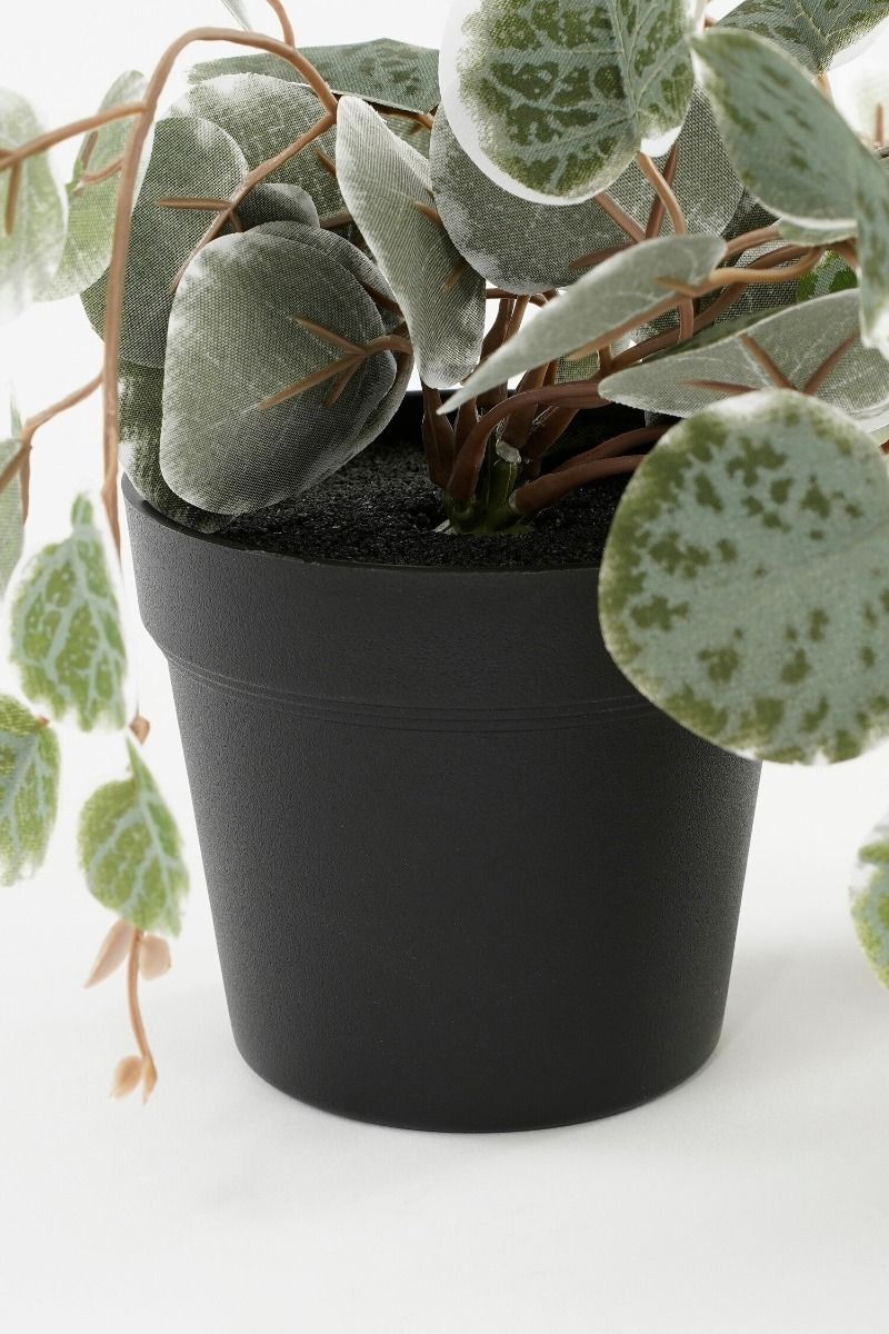 Ceropegia woodii hangend in pot groen bont - l46xb12xh10cm