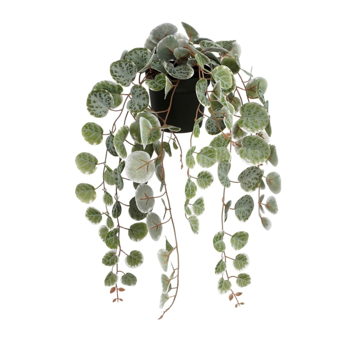 Ceropegia woodii hangend in pot groen bont - l46xb12xh10cm