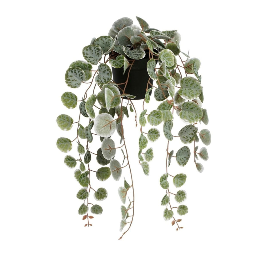 Ceropegia woodii hangend in pot groen bont - l46xb12xh10cm