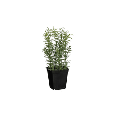 Rozemarijn in pot groen - h24xd12cm