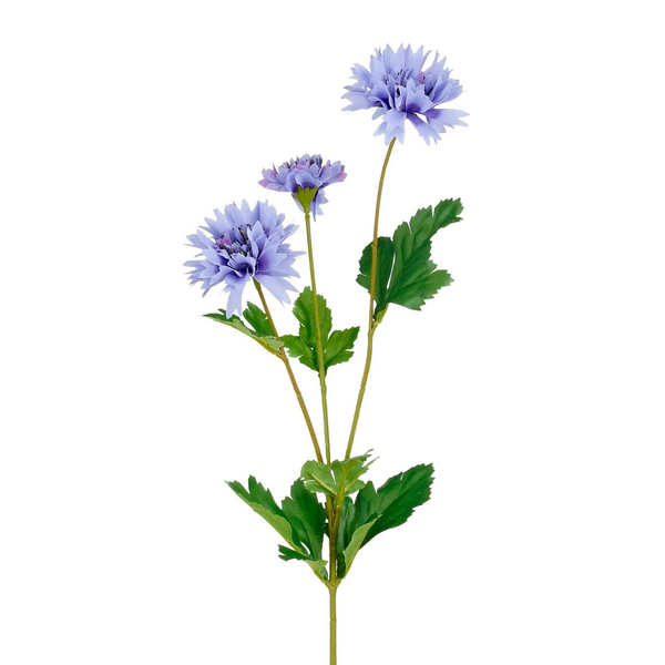 Korenbloem blauw 66 cm