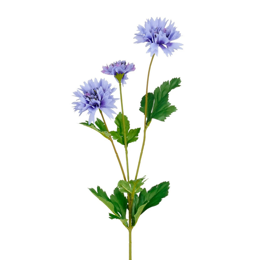 Korenbloem blauw 66 cm