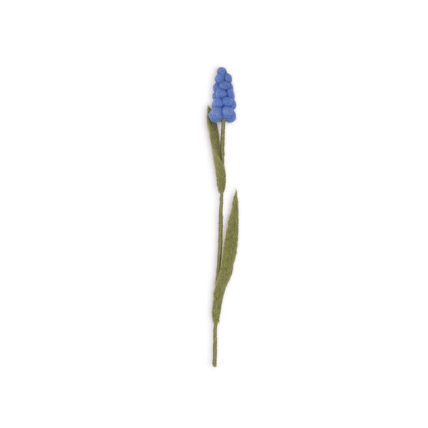 Bloem Blauw Druifje