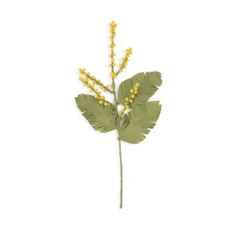 Tak: Mimosa