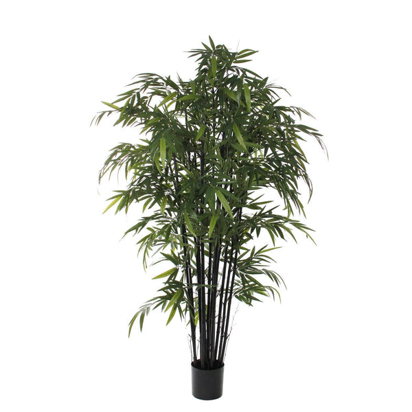 Bamboe zwart in plastic pot - h210xd90cm