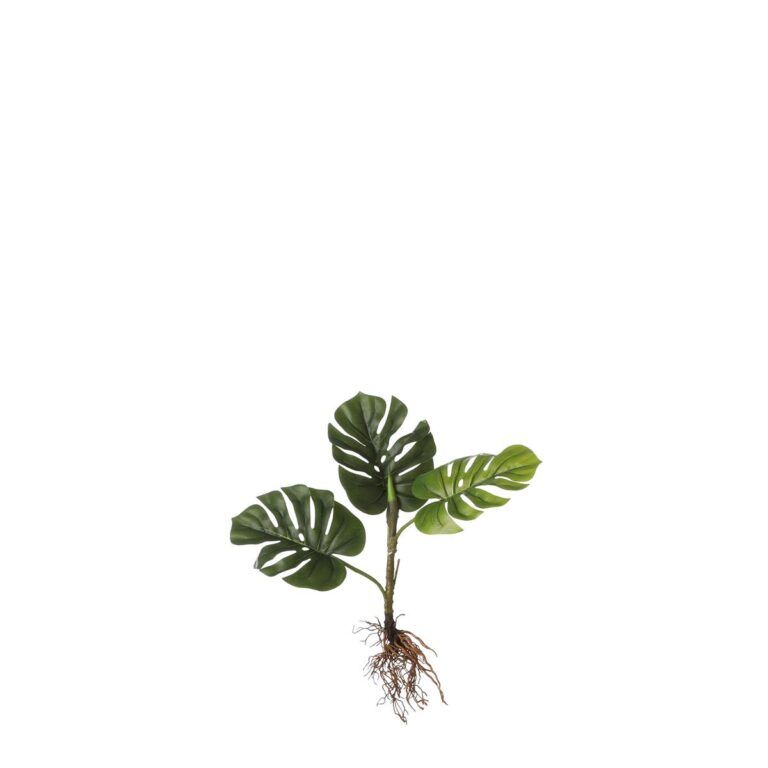 Monstera met wortels groen - l54xb21xh12cm