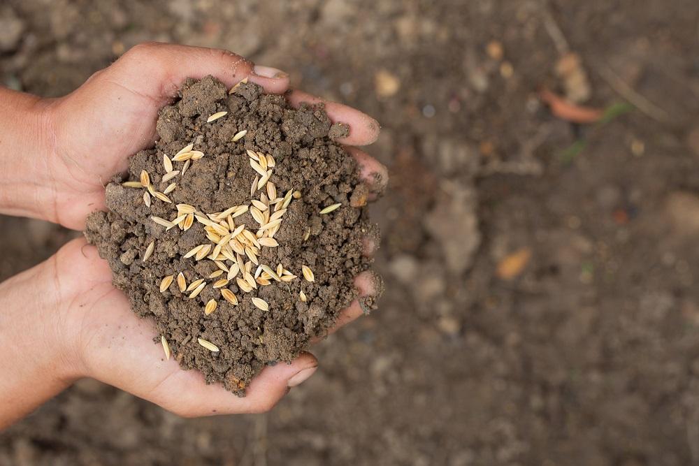 In 4 stappen jouw eigen moestuinplan