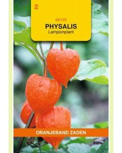 Zaden Physalis Lampionplant