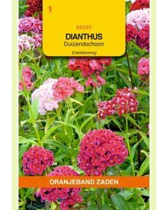 Zaden Dianthus Barbatus Enkel Gemengd