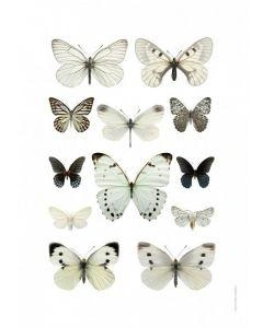 Liljebergs Butterflies black & white