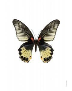 Liljebergs Papilio memnon female