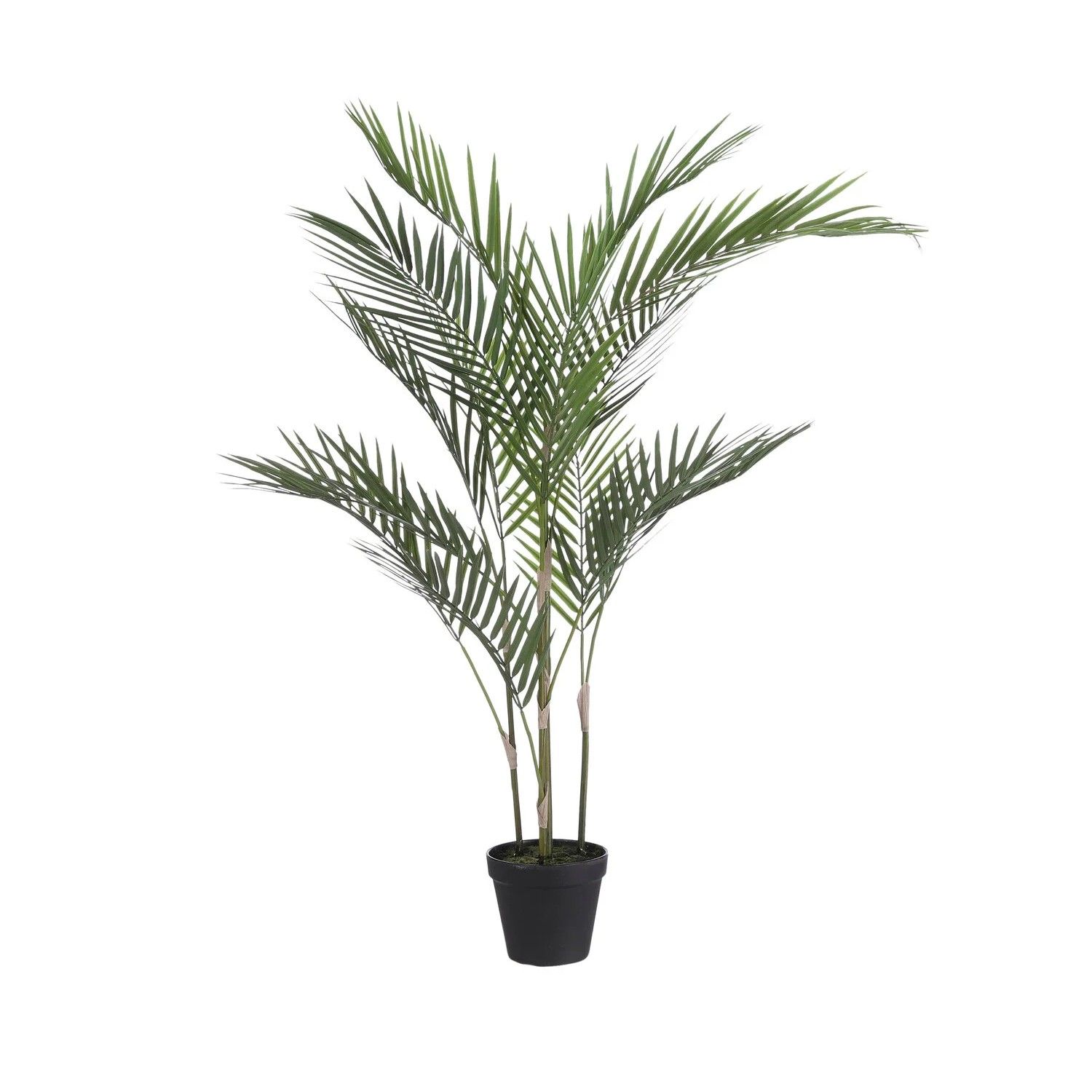 Palm in pot groen