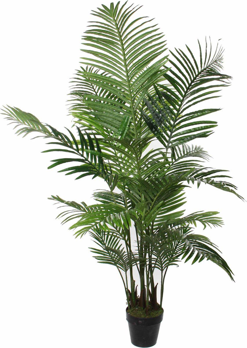 Areca palm in pot groen - h160xd80cm