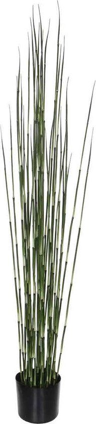 Bamboe in plastic pot