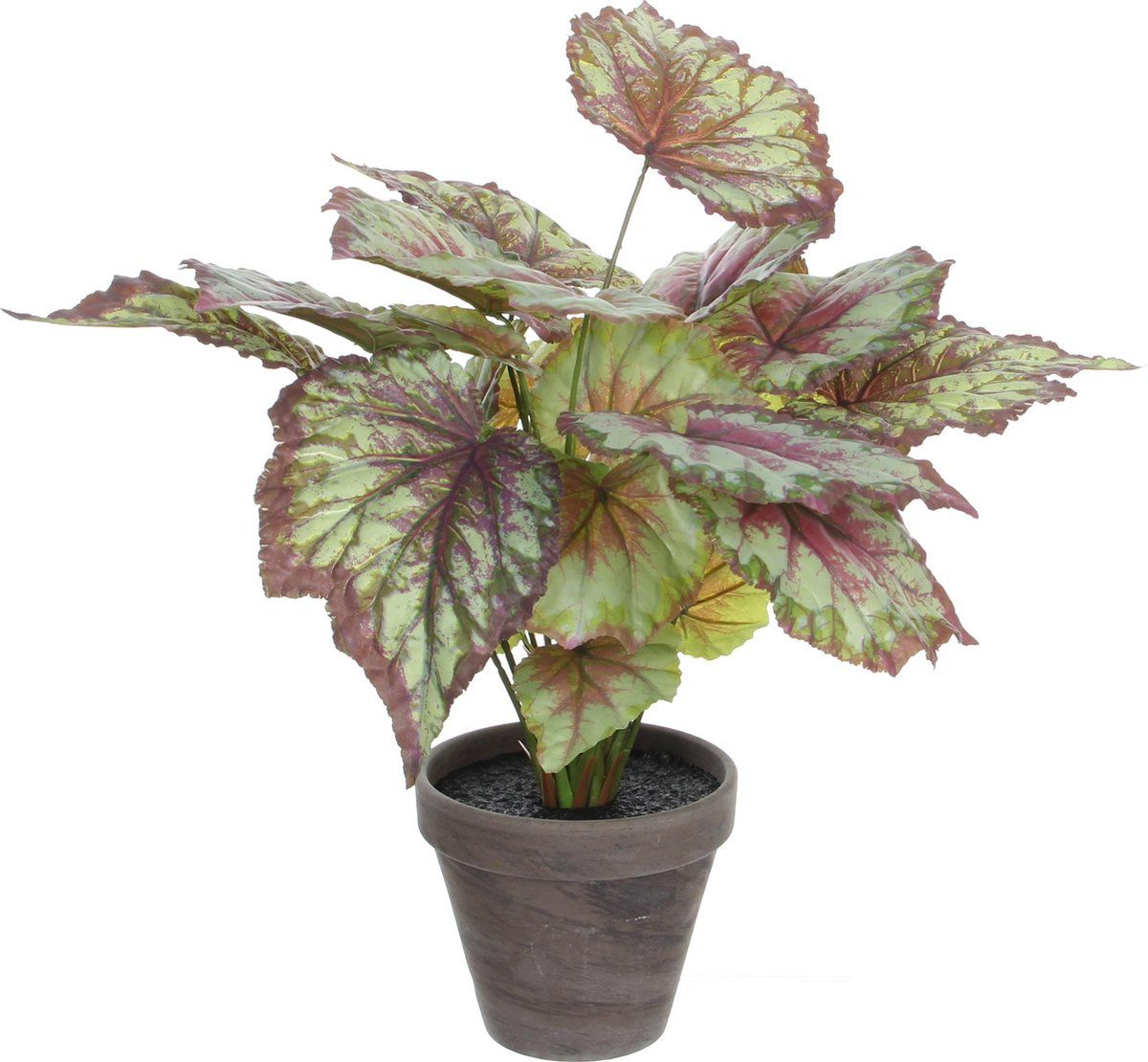 Begonia rood bont in pot Stan