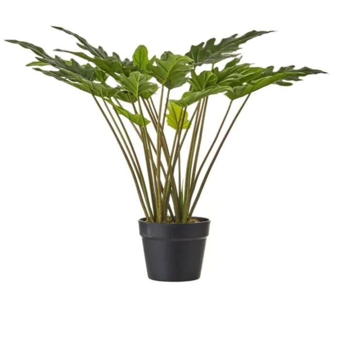 Philodendron in plastic pot groen - h50xd60cm