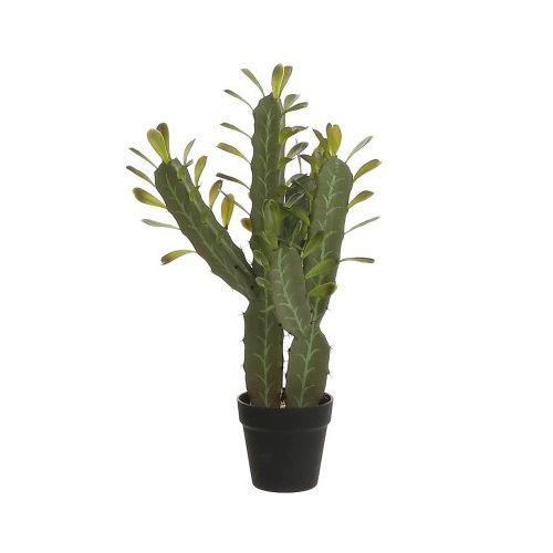 Cactus in plastic pot