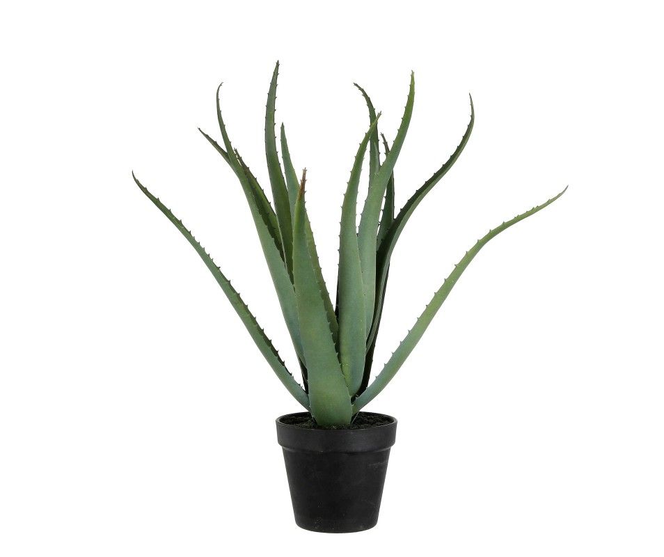 Aloe vera in plastic pot