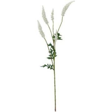 Astilbe 81 cm creme