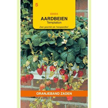 Zaden Hangaardbeien Temptation