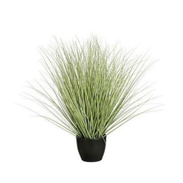 Gras in pot