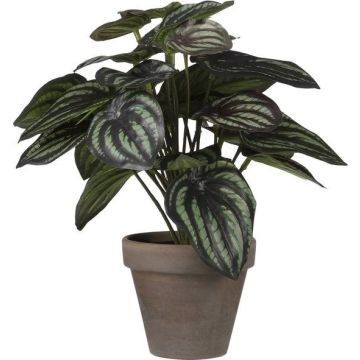 Peperomia d.groen in pot Stan grey d9cm - h24xd23cm