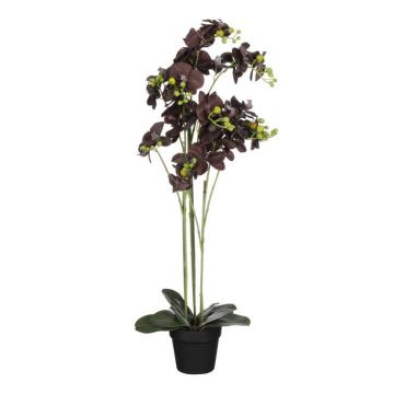 Vanda orchidee in pot zwart - h66xd34cm
