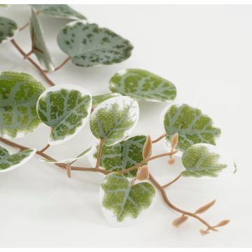 Ceropegia Woodii in pot