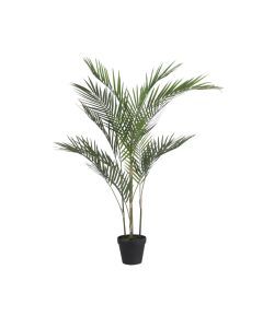 Palm in pot groen