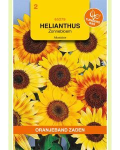 Zaden Helianthus Zonnebloem Musicbox Gemengd