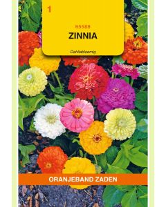 Zaden Zinnia Dahliabloemig Gemengd