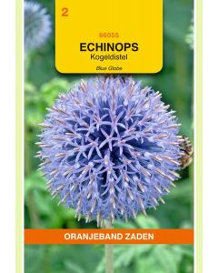 Zaden Echinops Ritro Violet Blauw