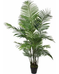 Areca palm in pot groen - h160xd80cm