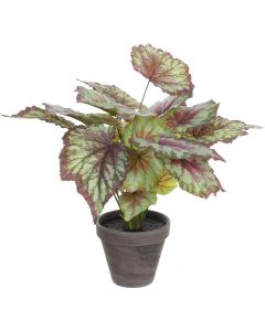 Begonia rood bont in pot Stan