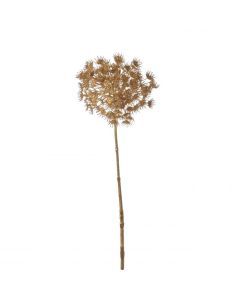 Daucus carota goud - l80cm