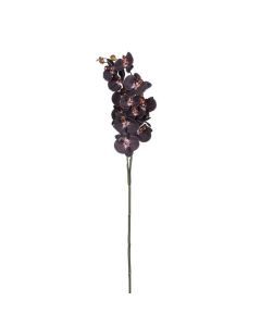 Phalaenopsis zwart - l100xb23xh9cm
