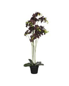 Vanda orchidee in pot zwart - h66xd34cm
